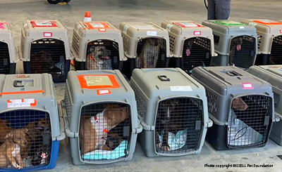 Mt. Pleasant Animal Shelter Partners in Massive Pet Transport - Mt.  Pleasant Animal Shelter